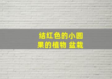 结红色的小圆果的植物 盆栽